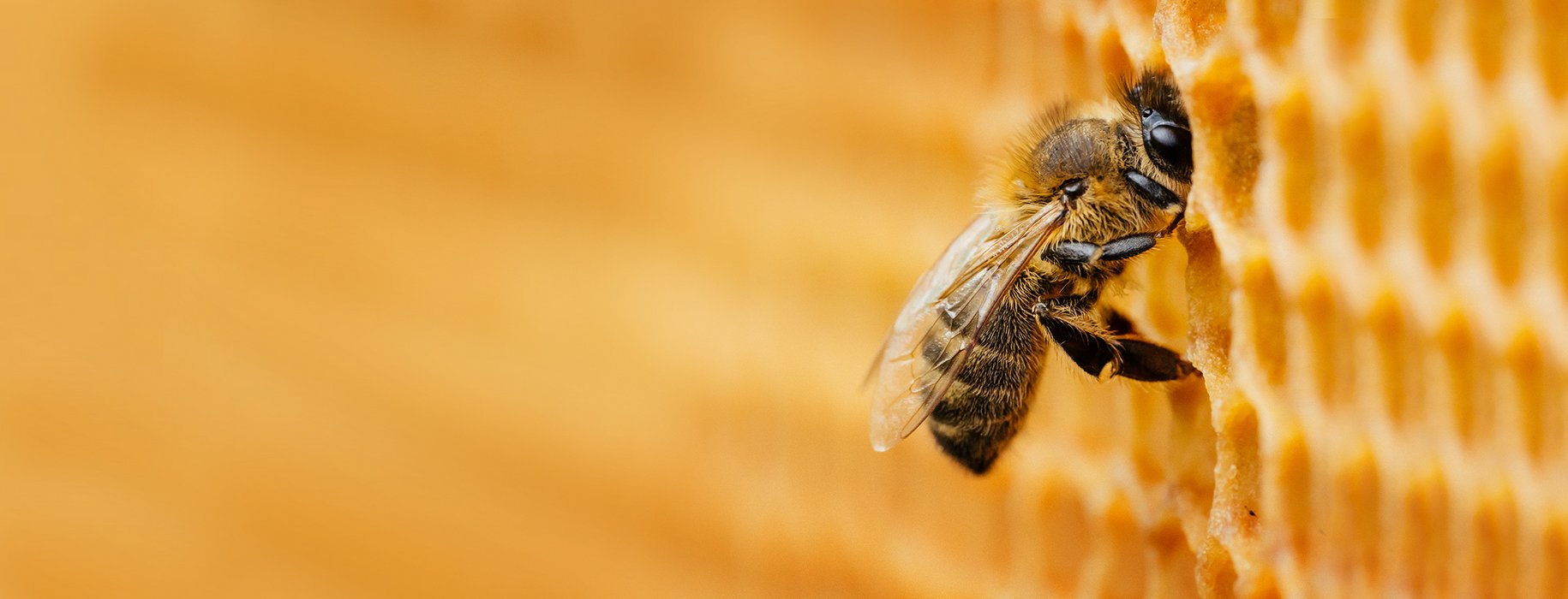 Du und Sachsen-Anhalt Eine Biene in einer Bienenwabe