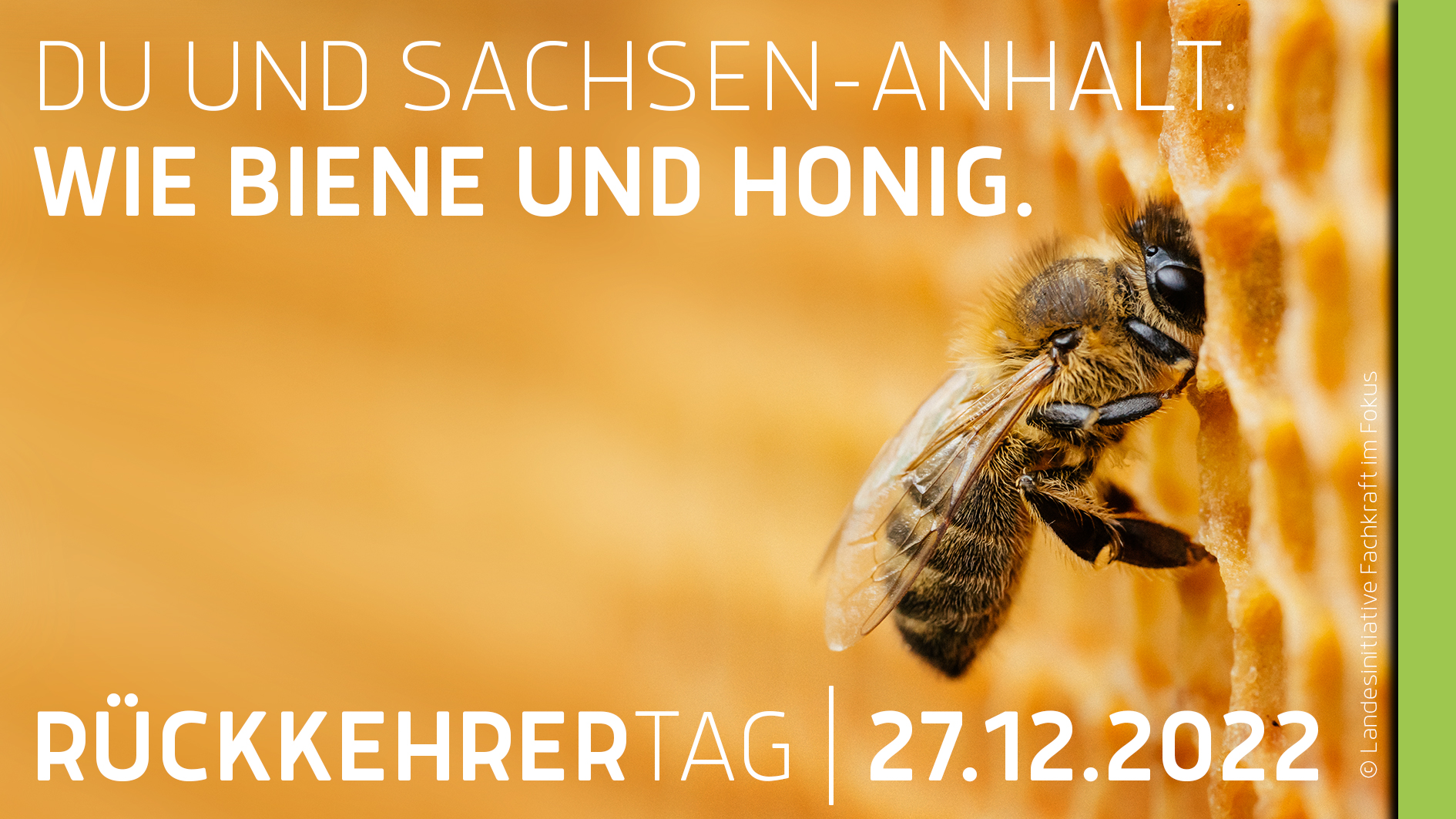 Eine Biene sitzt auf ihrer Wabe. Text: Du und Sachsen-Anhalt. Wie Biene und Honig.